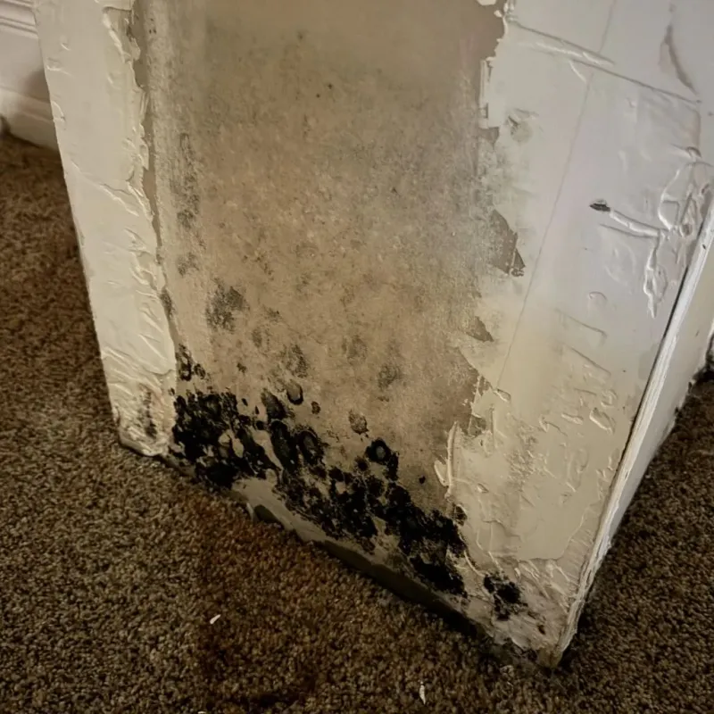Professional Mold Removal in Sabine County, TX